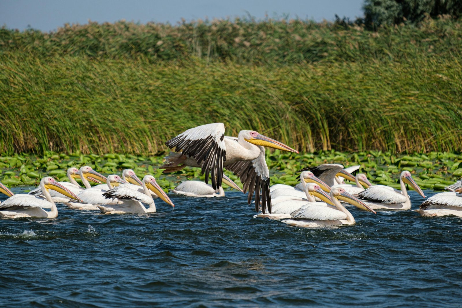 A serene view of great white pelicans swimming and flying on a lake in Romania's Danube Delta.
